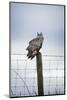 Indian Eagle Owl (Bubo Bengalensis), Herefordshire, England, United Kingdom-Janette Hill-Mounted Photographic Print