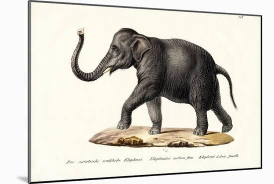 Indian Elephant, 1824-Karl Joseph Brodtmann-Mounted Giclee Print