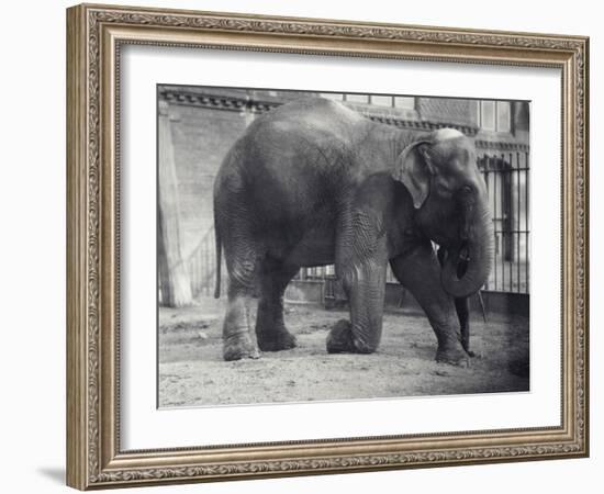 Indian Elephant, Assam Lukhi, Kneeling with Keeper at London Zoo, April 1914-Frederick William Bond-Framed Photographic Print