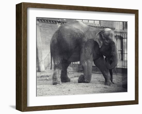 Indian Elephant, Assam Lukhi, Kneeling with Keeper at London Zoo, April 1914-Frederick William Bond-Framed Photographic Print