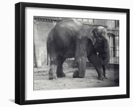 Indian Elephant, Assam Lukhi, Kneeling with Keeper at London Zoo, April 1914-Frederick William Bond-Framed Photographic Print