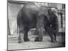 Indian Elephant, Assam Lukhi, Kneeling with Keeper at London Zoo, April 1914-Frederick William Bond-Mounted Photographic Print