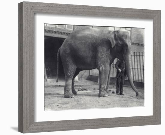 Indian Elephant, Assam Lukhi, with Keeper at London Zoo, April 1914-Frederick William Bond-Framed Photographic Print