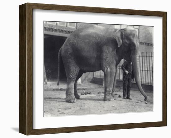 Indian Elephant, Assam Lukhi, with Keeper at London Zoo, April 1914-Frederick William Bond-Framed Photographic Print