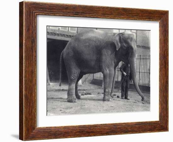 Indian Elephant, Assam Lukhi, with Keeper at London Zoo, April 1914-Frederick William Bond-Framed Photographic Print