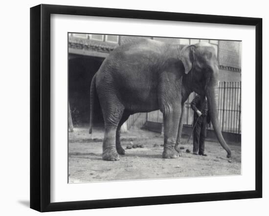 Indian Elephant, Assam Lukhi, with Keeper at London Zoo, April 1914-Frederick William Bond-Framed Photographic Print