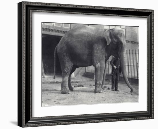 Indian Elephant, Assam Lukhi, with Keeper at London Zoo, April 1914-Frederick William Bond-Framed Photographic Print