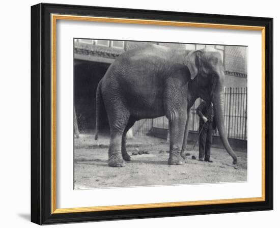 Indian Elephant, Assam Lukhi, with Keeper at London Zoo, April 1914-Frederick William Bond-Framed Photographic Print