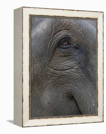 Indian Elephant Close Up of Eye, Controlled Conditions, Bandhavgarh Np, Madhya Pradesh, India-T.j. Rich-Framed Premier Image Canvas