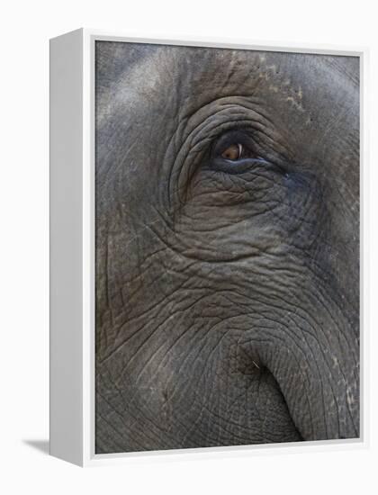 Indian Elephant Close Up of Eye, Controlled Conditions, Bandhavgarh Np, Madhya Pradesh, India-T.j. Rich-Framed Premier Image Canvas