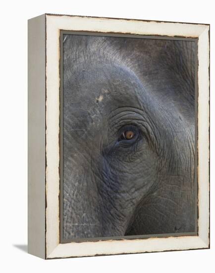 Indian Elephant Close Up of Eye, Controlled Conditions, Bandhavgarh Np, Madhya Pradesh, India-T.j. Rich-Framed Premier Image Canvas