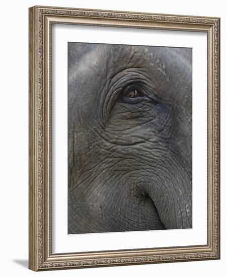 Indian Elephant Close Up of Eye, Controlled Conditions, Bandhavgarh Np, Madhya Pradesh, India-T.j. Rich-Framed Photographic Print