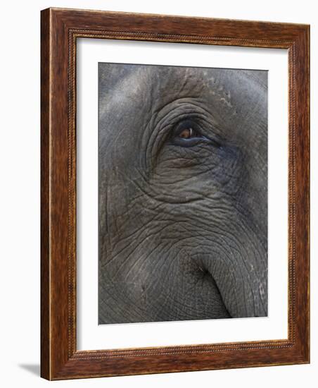 Indian Elephant Close Up of Eye, Controlled Conditions, Bandhavgarh Np, Madhya Pradesh, India-T.j. Rich-Framed Photographic Print