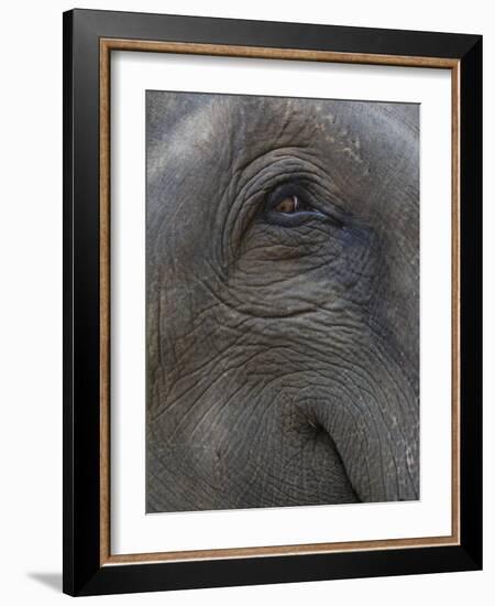 Indian Elephant Close Up of Eye, Controlled Conditions, Bandhavgarh Np, Madhya Pradesh, India-T.j. Rich-Framed Photographic Print