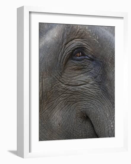 Indian Elephant Close Up of Eye, Controlled Conditions, Bandhavgarh Np, Madhya Pradesh, India-T.j. Rich-Framed Photographic Print