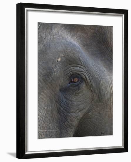 Indian Elephant Close Up of Eye, Controlled Conditions, Bandhavgarh Np, Madhya Pradesh, India-T.j. Rich-Framed Photographic Print