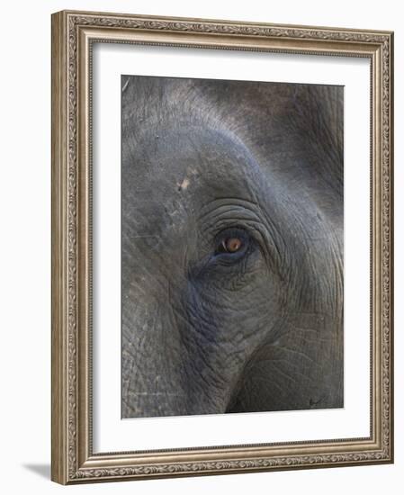 Indian Elephant Close Up of Eye, Controlled Conditions, Bandhavgarh Np, Madhya Pradesh, India-T.j. Rich-Framed Photographic Print