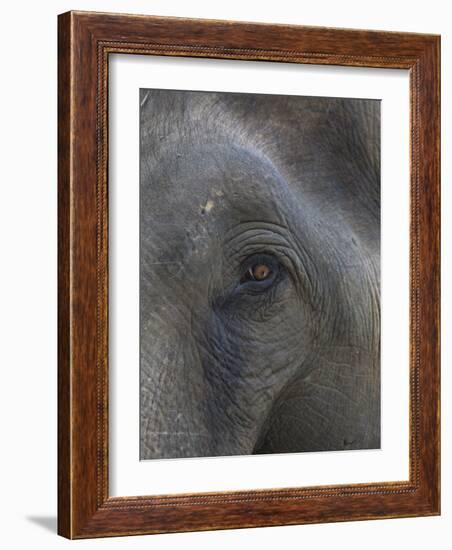 Indian Elephant Close Up of Eye, Controlled Conditions, Bandhavgarh Np, Madhya Pradesh, India-T.j. Rich-Framed Photographic Print