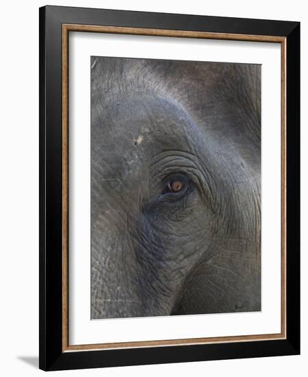 Indian Elephant Close Up of Eye, Controlled Conditions, Bandhavgarh Np, Madhya Pradesh, India-T.j. Rich-Framed Photographic Print