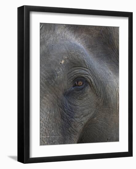 Indian Elephant Close Up of Eye, Controlled Conditions, Bandhavgarh Np, Madhya Pradesh, India-T.j. Rich-Framed Photographic Print