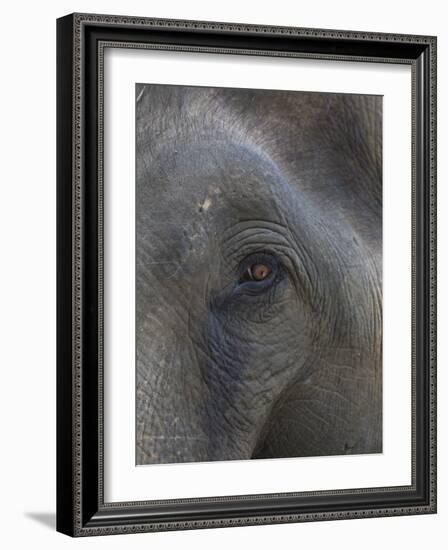 Indian Elephant Close Up of Eye, Controlled Conditions, Bandhavgarh Np, Madhya Pradesh, India-T.j. Rich-Framed Photographic Print