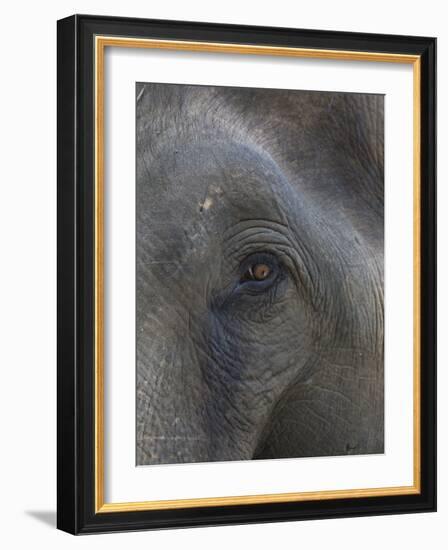 Indian Elephant Close Up of Eye, Controlled Conditions, Bandhavgarh Np, Madhya Pradesh, India-T.j. Rich-Framed Photographic Print