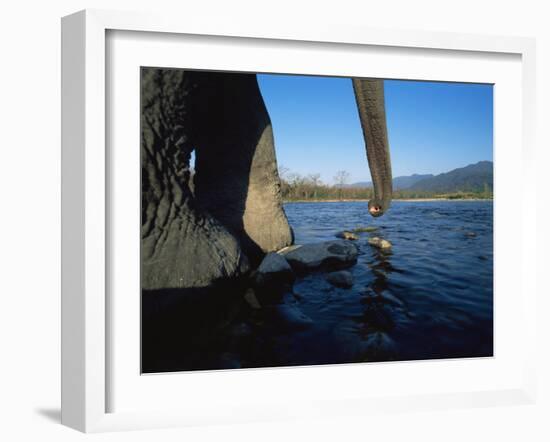 Indian Elephant Close Up of Trunk and Feet at Water Edge, Manas Np, Assam, India-Jean-pierre Zwaenepoel-Framed Photographic Print