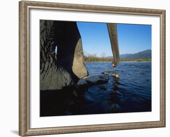 Indian Elephant Close Up of Trunk and Feet at Water Edge, Manas Np, Assam, India-Jean-pierre Zwaenepoel-Framed Photographic Print