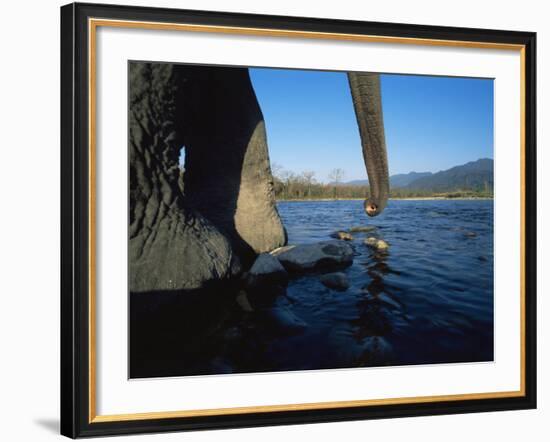 Indian Elephant Close Up of Trunk and Feet at Water Edge, Manas Np, Assam, India-Jean-pierre Zwaenepoel-Framed Photographic Print