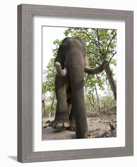 Indian Elephant (Elephus Maximus), Bandhavgarh National Park, Madhya Pradesh State, India, Asia-Thorsten Milse-Framed Photographic Print