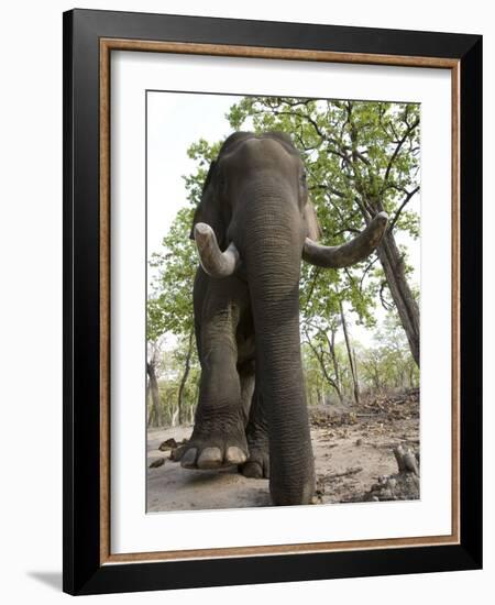 Indian Elephant (Elephus Maximus), Bandhavgarh National Park, Madhya Pradesh State, India, Asia-Thorsten Milse-Framed Photographic Print