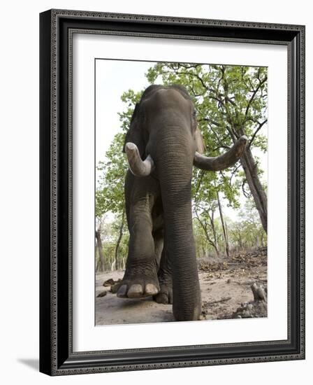 Indian Elephant (Elephus Maximus), Bandhavgarh National Park, Madhya Pradesh State, India, Asia-Thorsten Milse-Framed Photographic Print