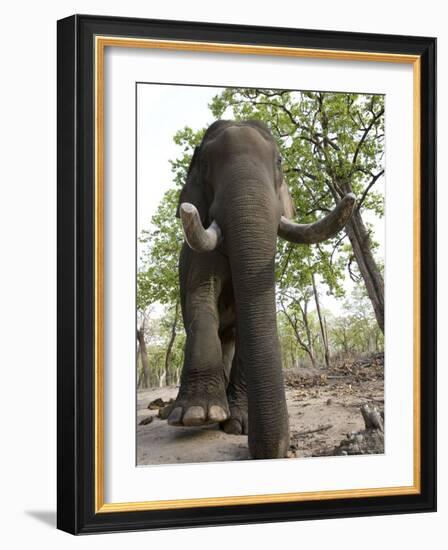 Indian Elephant (Elephus Maximus), Bandhavgarh National Park, Madhya Pradesh State, India, Asia-Thorsten Milse-Framed Photographic Print