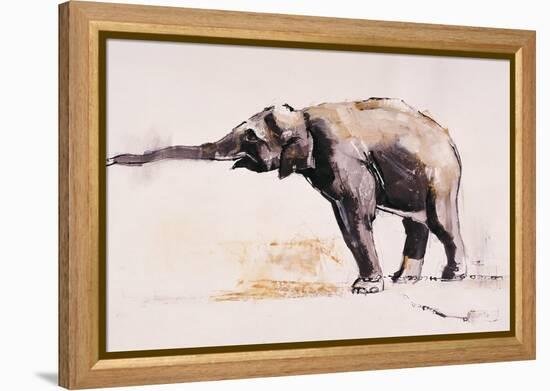 Indian Elephant, Khana-Mark Adlington-Framed Premier Image Canvas