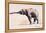 Indian Elephant, Khana-Mark Adlington-Framed Premier Image Canvas