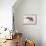Indian Elephant, Khana-Mark Adlington-Framed Premier Image Canvas displayed on a wall