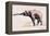 Indian Elephant, Khana-Mark Adlington-Framed Premier Image Canvas