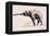 Indian Elephant, Khana-Mark Adlington-Framed Premier Image Canvas