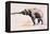 Indian Elephant, Khana-Mark Adlington-Framed Premier Image Canvas