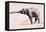 Indian Elephant, Khana-Mark Adlington-Framed Premier Image Canvas