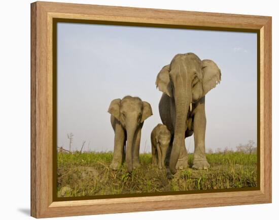 Indian Elephant Mother with 5-Day Baby and its Older Sibling, Controlled Conditions, Assam, India-T.j. Rich-Framed Premier Image Canvas