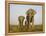 Indian Elephant Mother with 5-Day Baby and its Older Sibling, Controlled Conditions, Assam, India-T.j. Rich-Framed Premier Image Canvas