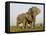 Indian Elephant Mother with 5-Day Baby and its Older Sibling, Controlled Conditions, Assam, India-T.j. Rich-Framed Premier Image Canvas