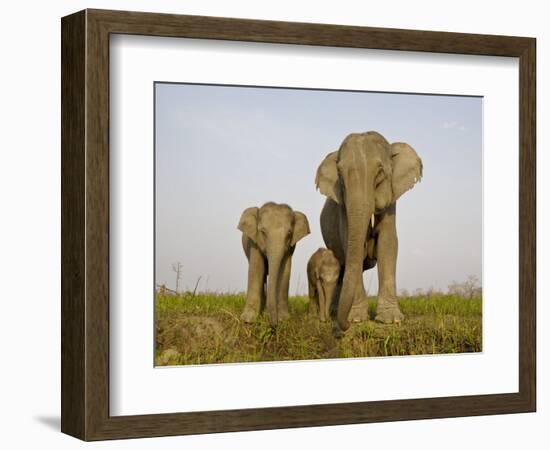 Indian Elephant Mother with 5-Day Baby and its Older Sibling, Controlled Conditions, Assam, India-T.j. Rich-Framed Photographic Print