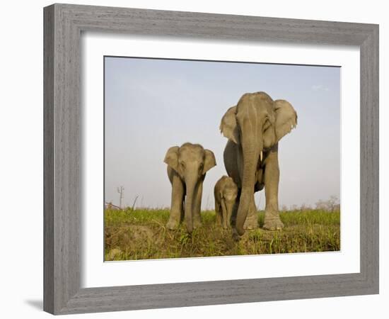 Indian Elephant Mother with 5-Day Baby and its Older Sibling, Controlled Conditions, Assam, India-T.j. Rich-Framed Photographic Print