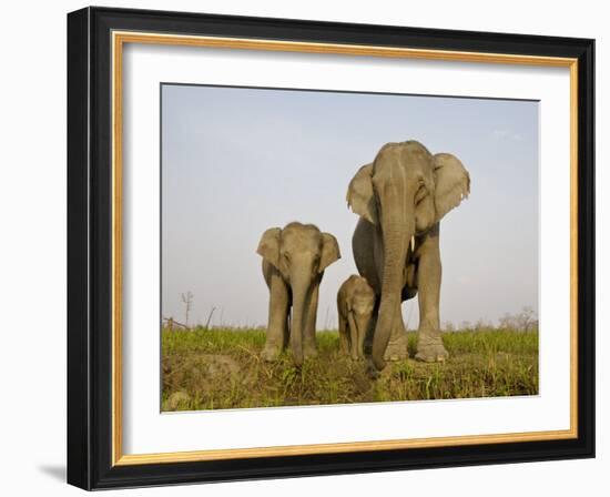 Indian Elephant Mother with 5-Day Baby and its Older Sibling, Controlled Conditions, Assam, India-T.j. Rich-Framed Photographic Print