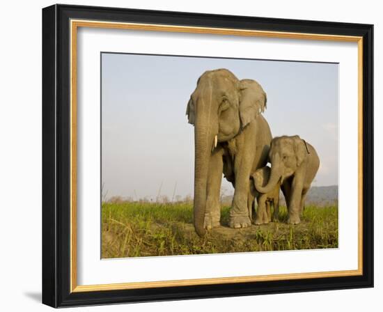 Indian Elephant Mother with 5-Day Baby and its Older Sibling, Controlled Conditions, Assam, India-T.j. Rich-Framed Photographic Print