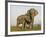 Indian Elephant Mother with 5-Day Baby and its Older Sibling, Controlled Conditions, Assam, India-T.j. Rich-Framed Photographic Print