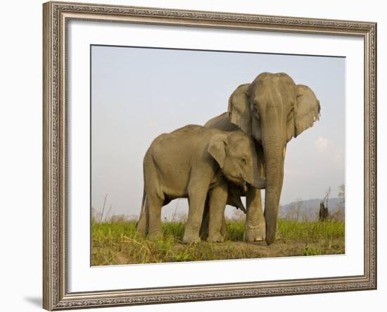 Indian Elephant Mother with 5-Day Baby and its Older Sibling, Controlled Conditions, Assam, India-T.j. Rich-Framed Photographic Print