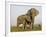 Indian Elephant Mother with 5-Day Baby and its Older Sibling, Controlled Conditions, Assam, India-T.j. Rich-Framed Photographic Print